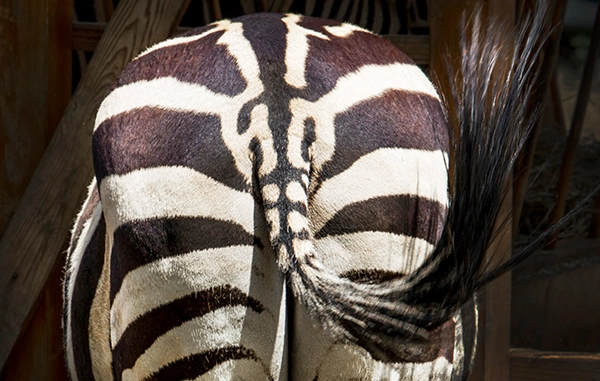striking-stripes-on-a-zebra-s-rear-view