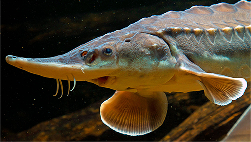 sturgeon