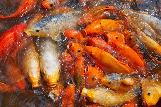 Koi carps crowding together competing for food