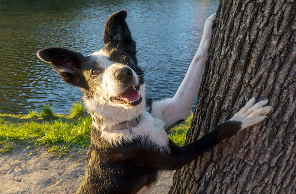 the dog is hiding behind a tree. Border Collie the lake shore in summer. a dog looks out from behind a tree