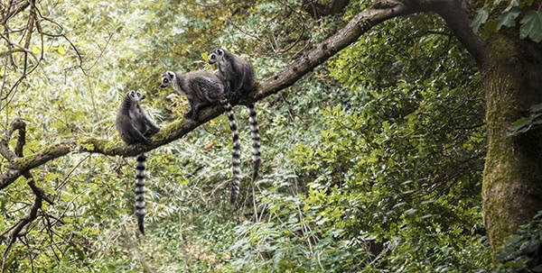 Three ring tailed lemurs sitting in forest tree