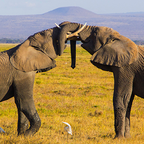 Two African elephants engaged in a mock battle