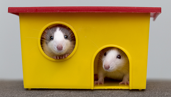 Two funny white and gray tame curious mouses hamsters with shiny eyes looking from bright yellow cage window. Keeping pet friends at home, care and love to animals concept.