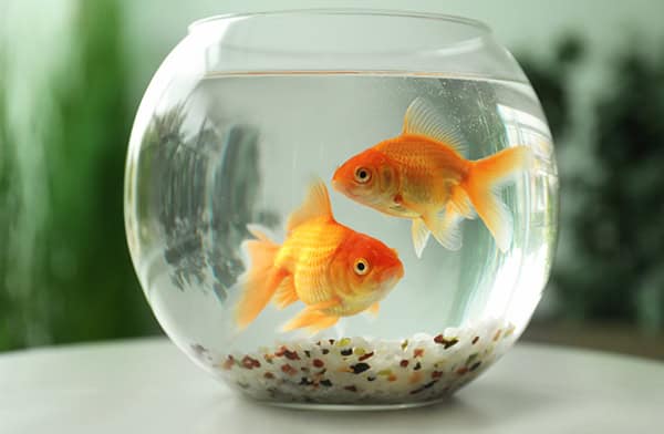Beautiful bright small goldfishes in round glass aquarium on table indoors