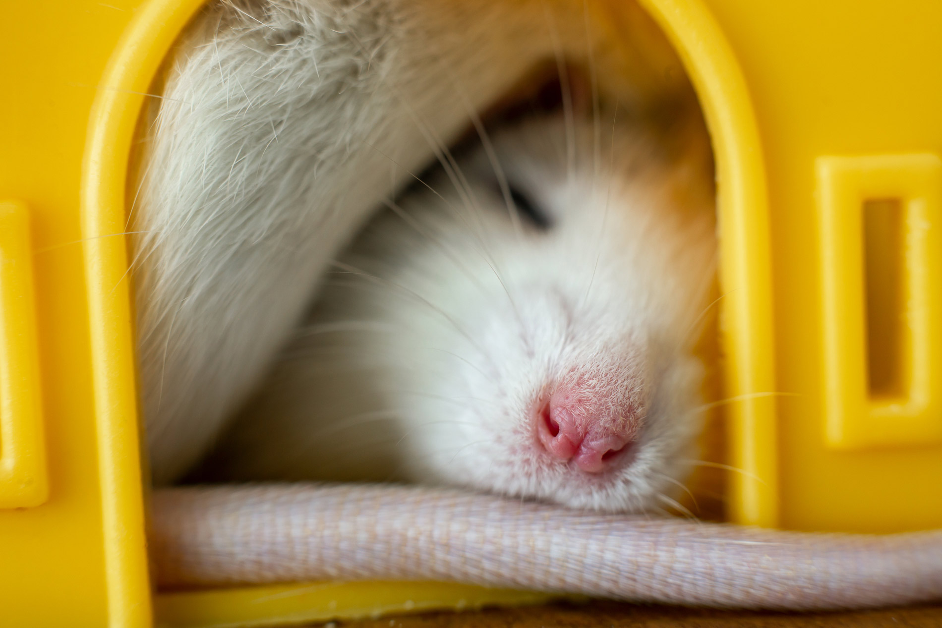 close up on a white rat sleeping