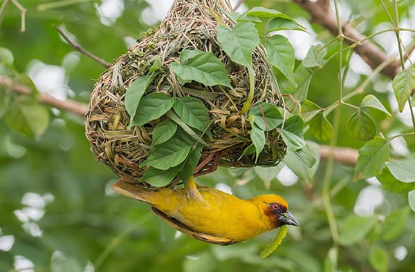 Yellow bird building nest in tree with green leaves.