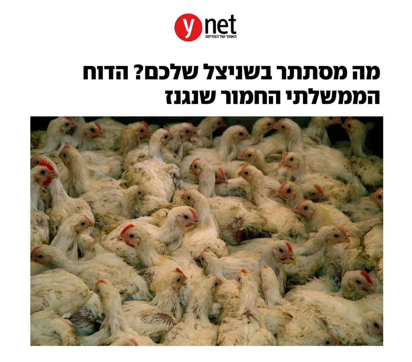 כותרת של כתבה בוויינט ותמונה של הרבה אפרוחים צפופים מאוד