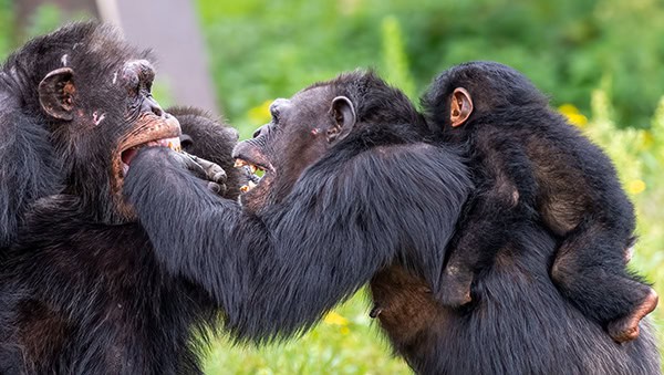 Chimpanzees interacting playfully in a natural habitat with lush greenery, showcasing social behavior and family bonds.