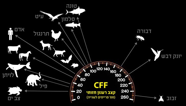 אינפוגרפיקה: תפיסת הזמן של בעלי חיים ממינים שונים כפי שהיר משקפת מבדיקת קצב הרענון החזותי שלהם