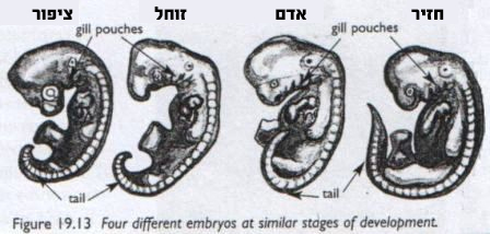 ארבעה עוברים של בעלי חוליות בגיל דומה