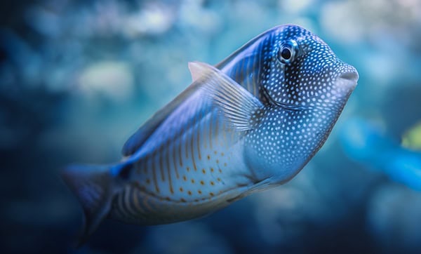 Tang Sailfin Fish (Zebrasoma desjardinii)