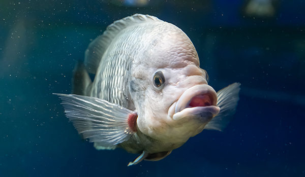real gourami fish swim in a transparent aquarium