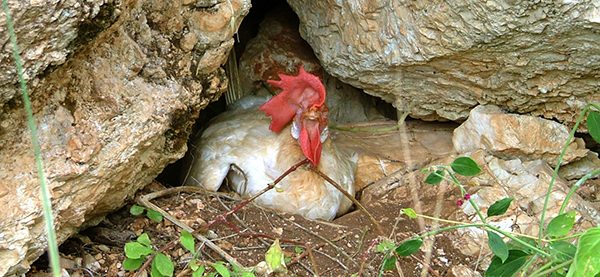 תרנגולת דוגרת מרוצה בין סלעים