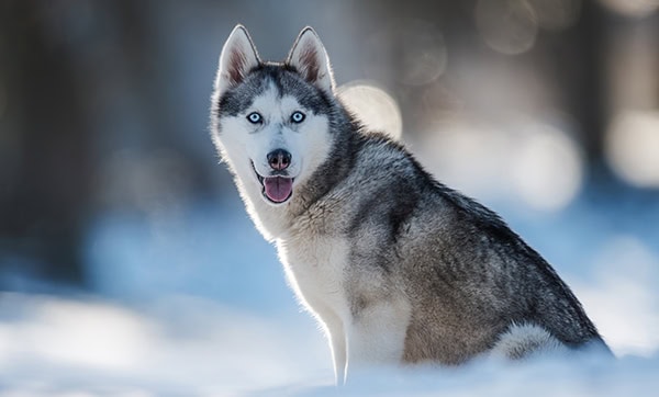 A beautiful Husky with blue eyes sitting on snow, showcasing its stunning appearance and calm nature