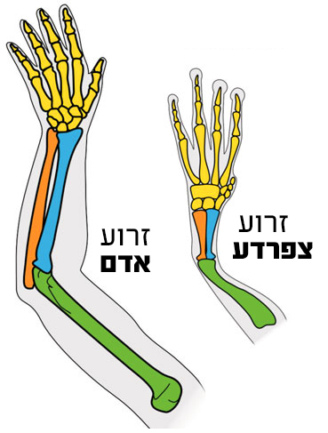 הדמיון בין מבנה הזרוע של צפרדע למבנה הזרוע האנושית