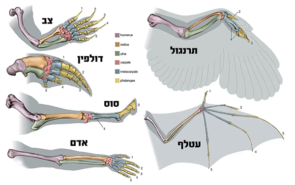 הומולוגיה גף של שישה חולייתנים