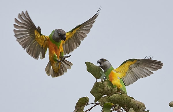 Senegal parrot (Poicephalus senegalus)