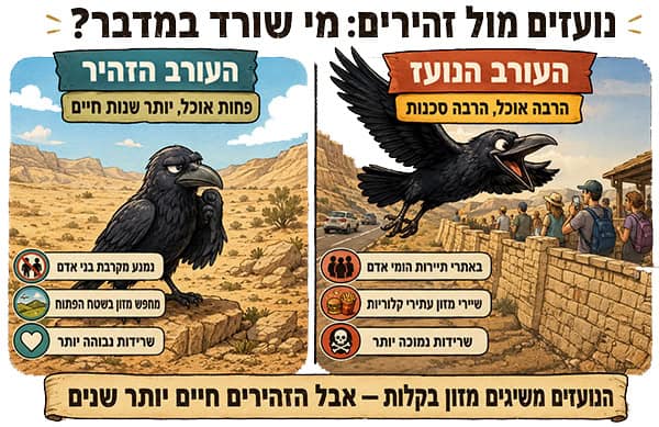 העורב הזהיר והעורב האמיץ