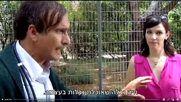 אסי כהן הפרלמנט וטרינר הספארי הצבוע חיה נבלה שאוכלת נבלות בעצמה