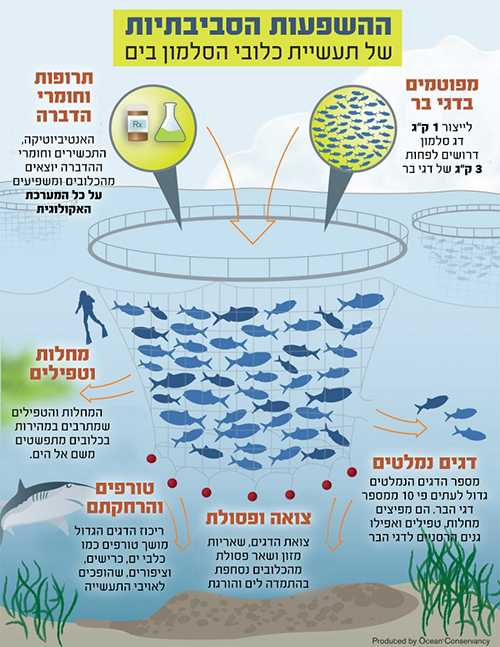 השפעות סביבתיות של כלובי דגים אינפוגרפיקה