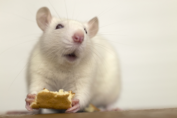 White domestic rat eating bread