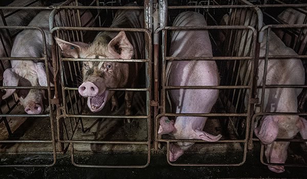 Credit: Jo-Anne McArthur, We Animals
