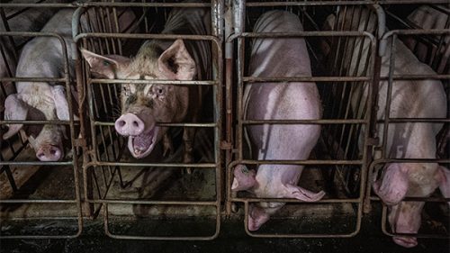 On an industrial pig farm, a sow chews repetitively on the metal bars of her gestation crate while her neighbours drink accumulated water from a channel that runs in front of their enclosures. Sows confined inside these bare, concrete-floored enclosures c