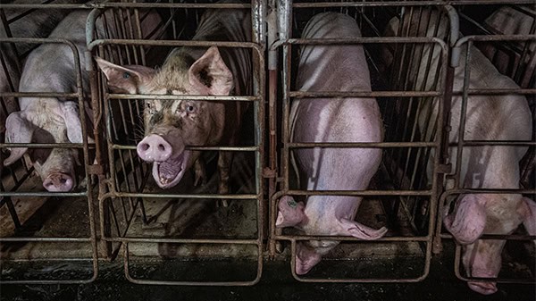 On an industrial pig farm, a sow chews repetitively on the metal bars of her gestation crate while her neighbours drink accumulated water from a channel that runs in front of their enclosures. Sows confined inside these bare, concrete-floored enclosures c
