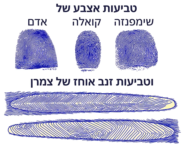 טביעות אצבע וזנב של כמה מינים