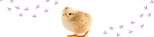 טביעות רגליים