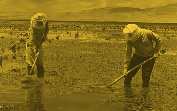 ייבוש ביצה