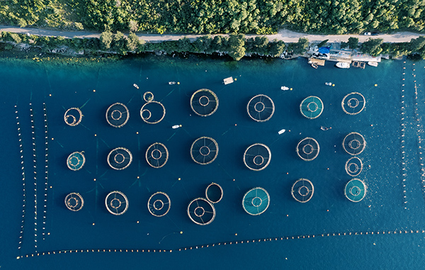 Round cages of a fish farm in the sea near the green coast. Top view