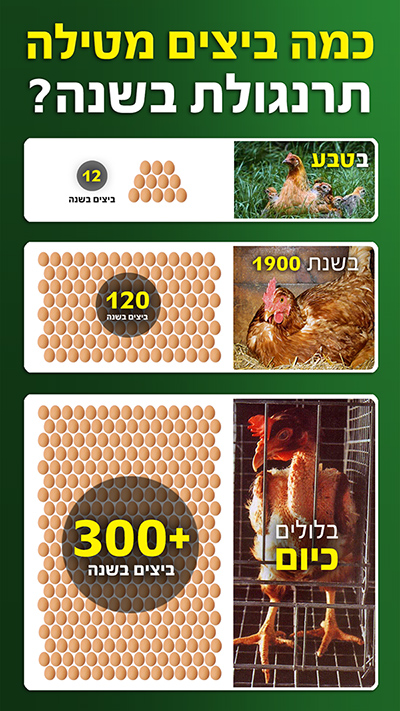 כמה ביצים מטילה תרנגולת בשנה אינפוגרפיקה