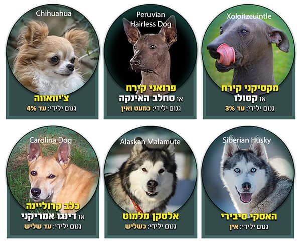 מקרא כלבים אמריקאיים בני ימינו