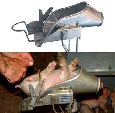 מתקן לסירוס חזירונים
