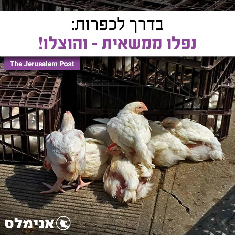 נפלו ממשאית בדרך לכפרות - והוצלו!