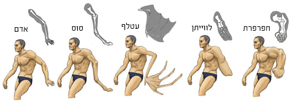 סאטושי קווסאקי