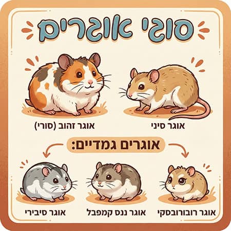 סוגי אוגרים מאוירים