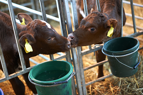 Calves in cattle shed, sniffing each other through fence
