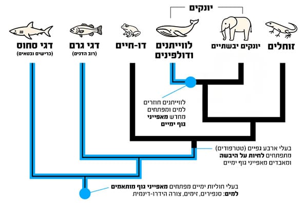 עץ פילוגנטי דגים לווייתנים ומה שביניהם