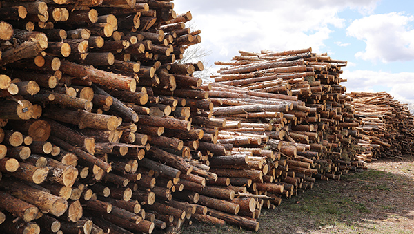 Side view of commercial timber, pine tree logs after clear cut of forest. uncontrolled deforestation. .