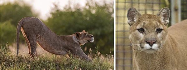 A focused lioness on the prowl at dusk.