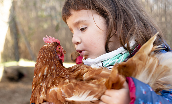 Toddler girl talking to chicken on her arms
