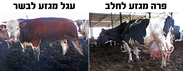 פרה מגזע חלב מול עגל מגזע בשר