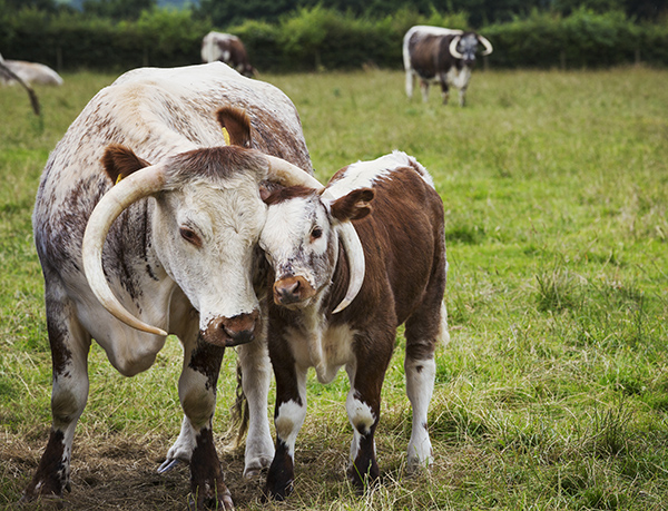 English Longhorn cattle with calf in a pasture