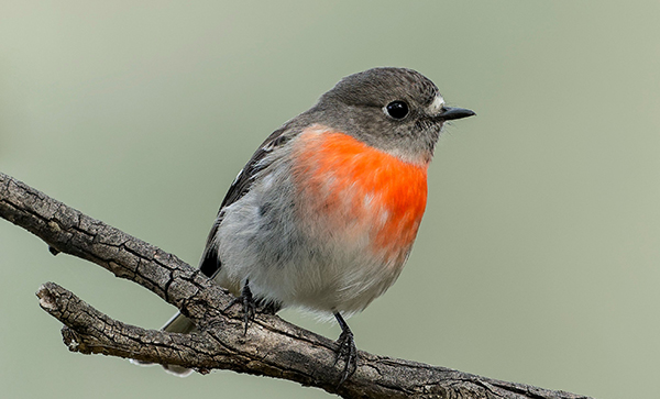 Cutest Scarlet Robin bird sitting on a branch on a blurred background
