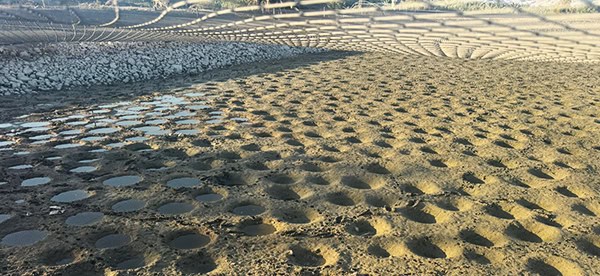 קנים שנחפרו בתחתית בריכת דגים בעמק המעיינות ונחשפו עם ייבושה