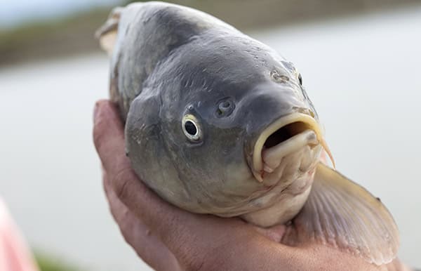 Carp fish is held in hands