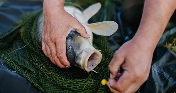 Close-up of a caught carp in fishing net.