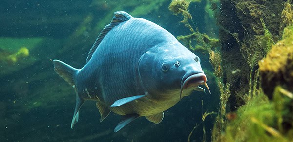 clsoe up on Cyprinus carpio in fresh water